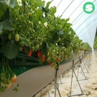 딸기 재배지/배수지 고설재배자재 상인농자재